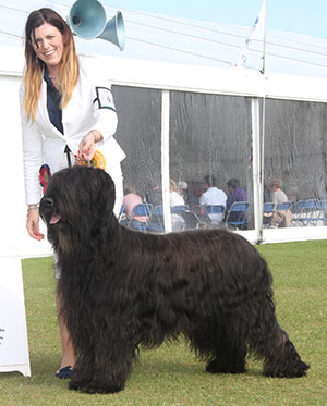 Miss N Rual & Miss L Stock UK Ch Fr Forte Negro At Gilcoru Duovarius